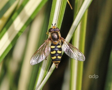 Eupeodes luniger, hoverfly, female, BD